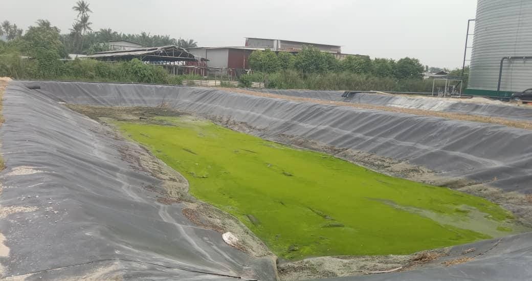 Pengolahan Limbah Peternakan Babi di Manado 2019-2