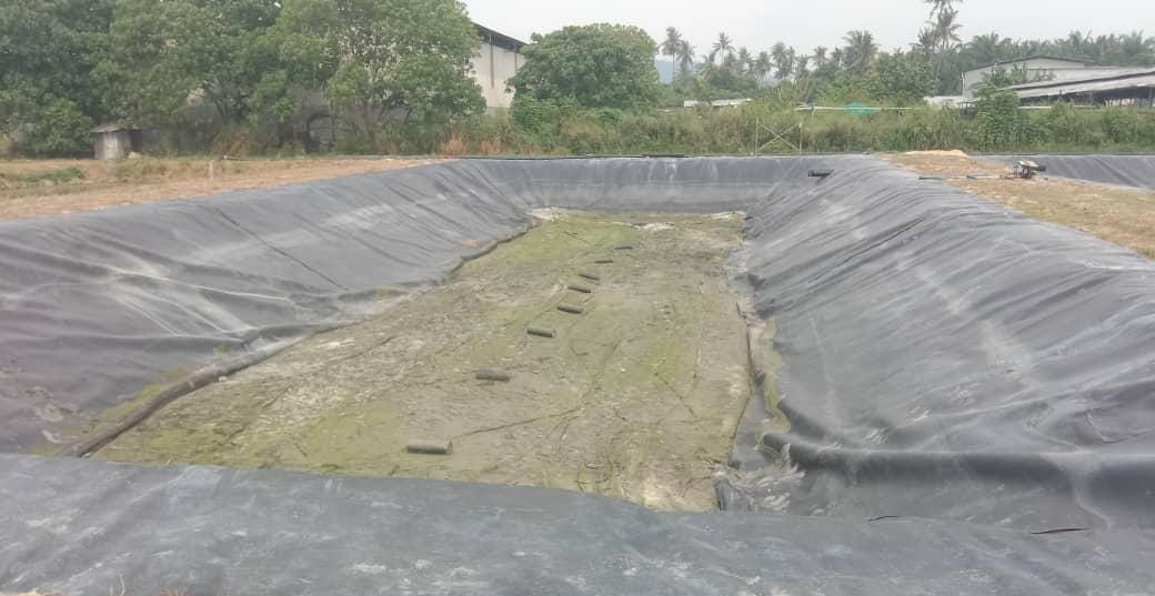 Pengolahan Limbah Peternakan Babi di Manado 2019